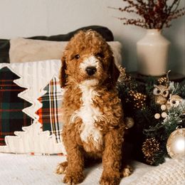 Red collar girl - Red  female Goldendoodle puppy in Spokane, Washington from Beloved_doodles_WA