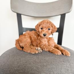 Cookie - Red  female Goldendoodle puppy in Billings, Montana from Montana Raised Doodles