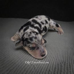 Crow - Black and cream male Dachshund puppy in Oklahoma City, Oklahoma from OkieDoxieland Dachshunds