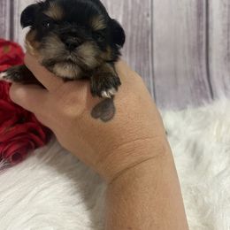 Boy 3 - Black and tan male Shih Tzu puppy in Tenino, Washington from Fantasy Realm Shih Tzus