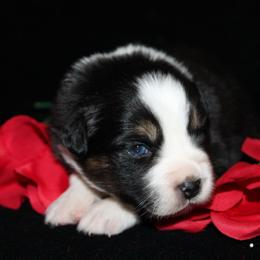 Erin - Black tri-color female Australian Shepherd puppy in Colorado Springs, Colorado from Rocky Mountain Aussies