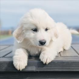 Boy 1 Red - White male Great Pyrenees puppy in Yakima, Washington from Naches Heights Ranch