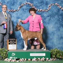 Boxer All Grown Up from Tammy Davison