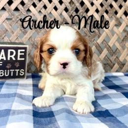 Archer - Blenheim male Cavalier King Charles Spaniel puppy in North Smithfield, Rhode Island from Thundermist Cavaliers