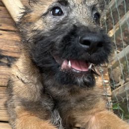Puppy boy number 1 with red callor - Red sable male Belgian Laekenois puppy in Ball Ground, Georgia from COSWALD  BELGIAN  LAEKENOIS