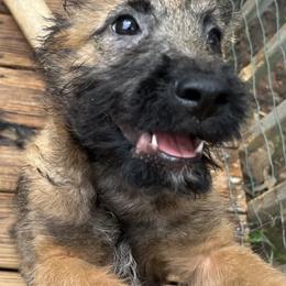 Puppy boy number 1 with red callor - Red sable male Belgian Laekenois puppy in Ball Ground, Georgia from COSWALD  BELGIAN  LAEKENOIS