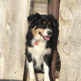 Arrow - Australian Shepherd