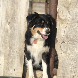 Arrow - Australian Shepherd