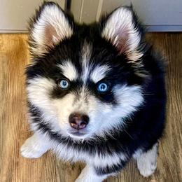 Pomskies from Prairie Moon Pomskies
