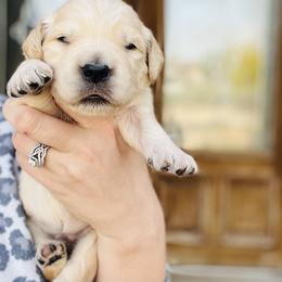 Golden Retriever Puppies from Golden Bunns Retrievers
