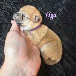 Aya - purple collar - Red female Shiba Inu puppy in Inverness, Florida from Shore Thing Shiba’s