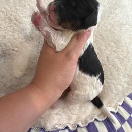 Boy 2 - Tri-color male Bernedoodle puppy in Lakeland, Florida from Doodles & Danes
