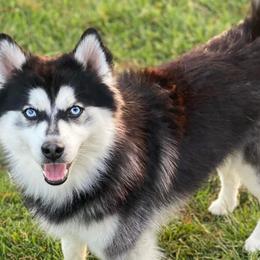 Brecks  - Pomsky