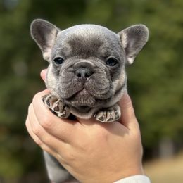 Boy 3 - Blue male French Bulldog puppy in Moorefield, West Virginia from Absolutely Boston Terriers and French Bulldogs