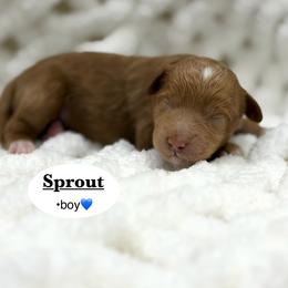 Sprout - Apricot male Goldendoodle puppy in Jackson, Mississippi from T.M. Poodles & Doodles
