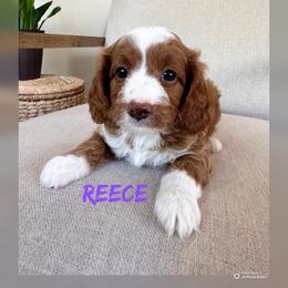 Reece - Red  female Goldendoodle puppy in Glendale, Arizona from Follow Your Bliss Doodles