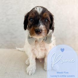 Prince - Phantom male Goldendoodle puppy in California City, California from Summer Sun Doodles