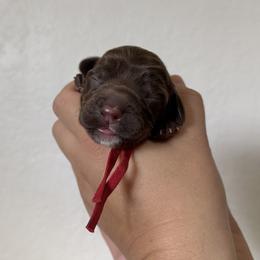 Artemis - Chocolate male Australian Labradoodle puppy in Sacramento, California from Little Farmstead Labradoodles