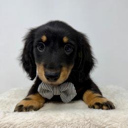 Axl - Black and tan male Dachshund puppy in Pulaski, Tennessee from Billboard Doxies