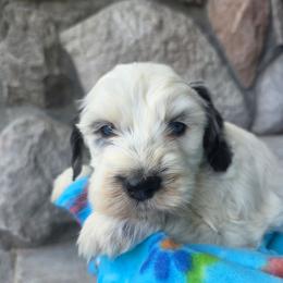 Ben - Black and white male Bernedoodle puppy in Blackfoot, Idaho from Draper Mountain Doodles