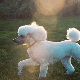 Poodles from Starfleet Poodles