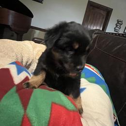 Xolo - Black tri male Miniature Australian Shepherd puppy in Godley, Texas from Nana and Paws Aussies
