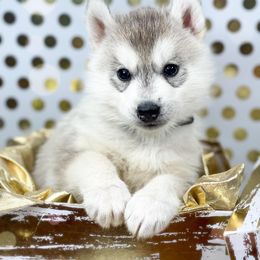 Siberian Husky Puppies from JST Siberians