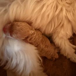 Ava - Cream female Maltipoo puppy in Cooper City, Florida from Jenny La Bone