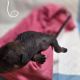 6 - Brindle female Xoloitzcuintli puppy in Pierson, Michigan from Mickam's Xolo's