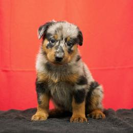 Teal - Harlequin female Beauceron puppy in Batavia, New York from Oakland Beaucerons