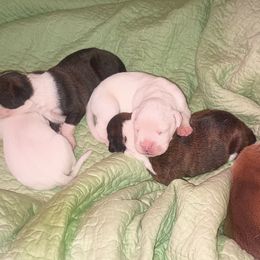 Girl 1 - female Boxer puppy in Minnesota from Timmies Boxers