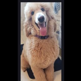 Goldendoodle Puppies from Angel's Doodles