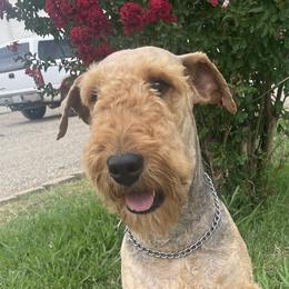 Abby - Airedale Terrier