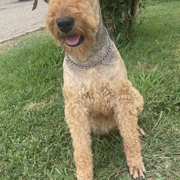 Abby - Airedale Terrier