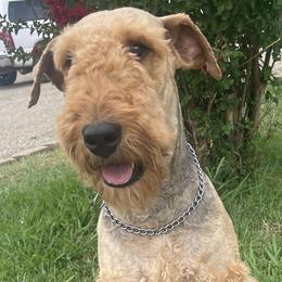 Abby - Airedale Terrier