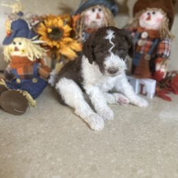 George Strait - Brown and white male Sheepadoodle puppy in Franklin, Texas from Cross Doodles