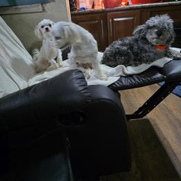 Tennessee - White female Maltese puppy in Four Oaks, North Carolina from Misty Clark