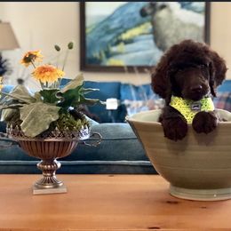  Puppies from MizzElle’s Standard Poodles