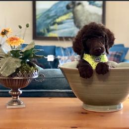  Puppies from MizzElle’s Standard Poodles