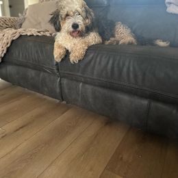 Mischa - Bernedoodle