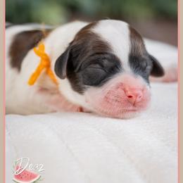 Laurie - Brown and white female Cockapoo puppy in Connersville, Indiana from Deaz Doodle Ranch