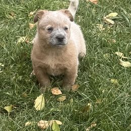 Crumpet - Red speckled male Australian Cattle Dog puppy in Billings, Montana from Sugarloaf French bulldogs and Australian cattle dogs