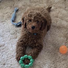 Goldendoodle Puppies from Ironstone Goldendoodles