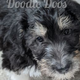 Girl 3 - Labradoodle puppy in Buckingham, Illinois from Naturally Special Doodles