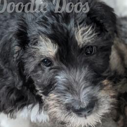 Girl 3 - Labradoodle puppy in Buckingham, Illinois from Naturally Special Doodles