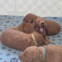 Pink Collar - Red  female Goldendoodle puppy in Auburn, Kansas from Puppy Paradise:  English Mastiff Puppies & Standard Goldendoodle Puppies