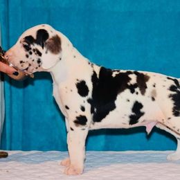 Great Dane Puppies from YK Great Danes