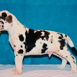 Great Dane Puppies from YK Great Danes