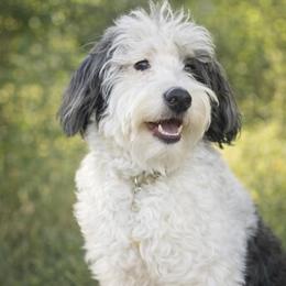 Andy - Bernedoodle