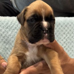 Boy 1 - Fawn male Boxer puppy in Suitland, Maryland from PrideNJoy Boxers